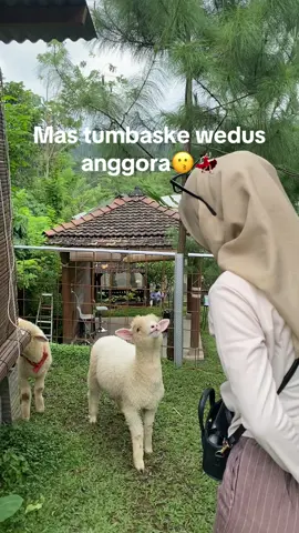 Kiyuttt😭😗🤏🏻#xybca #foryoupage #fyp #kebunbagussalatiga #explore #exploresemarang 