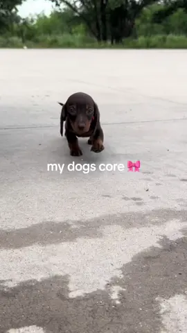 #fyp #fyppppppppppppppppppppppp #minidachshund #CapCut 