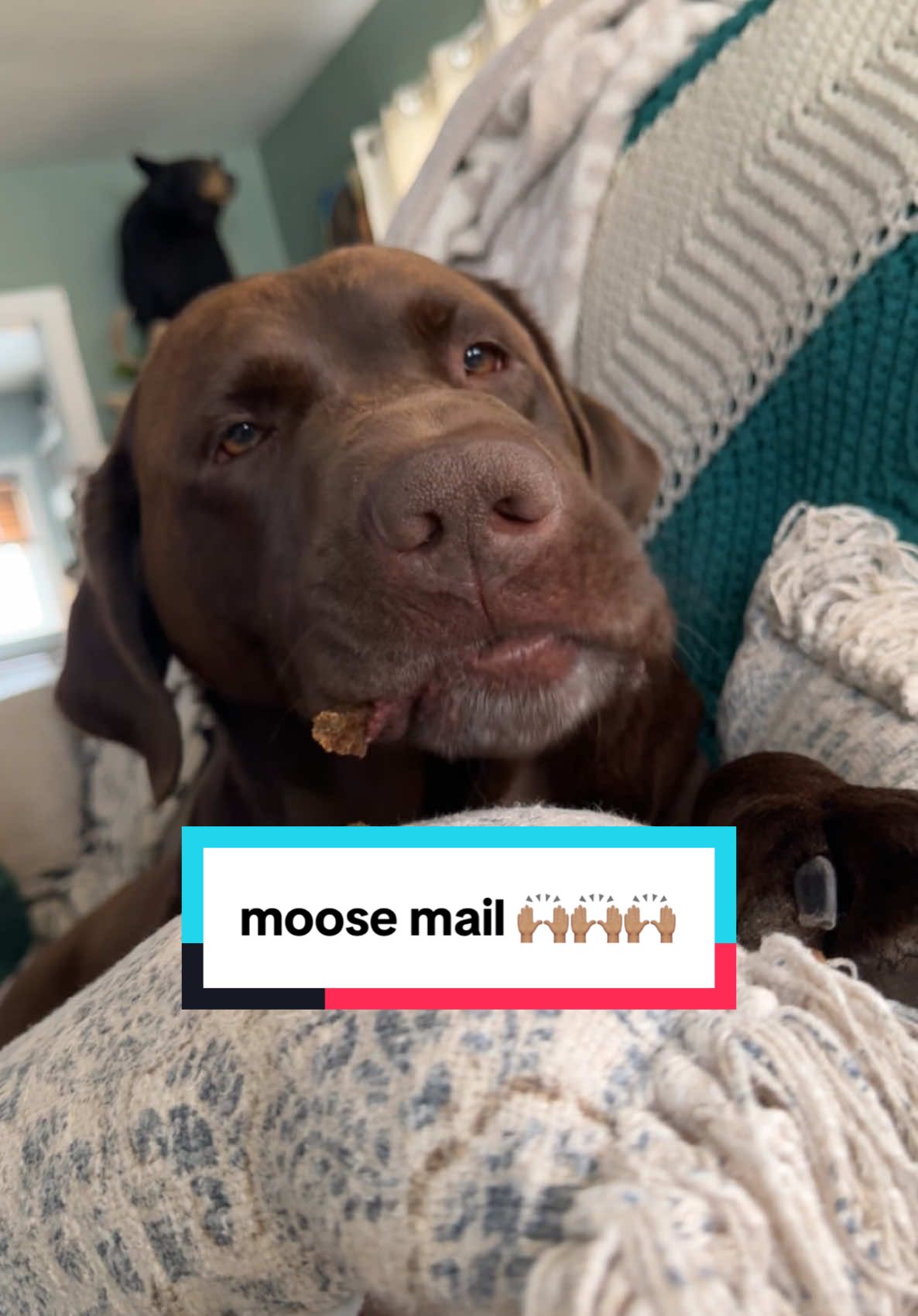 let’s open a moose mail 🤎🙌🏽 thank you deacon family for thinking of moose and for the yummy treats and toy 🫶🏽 