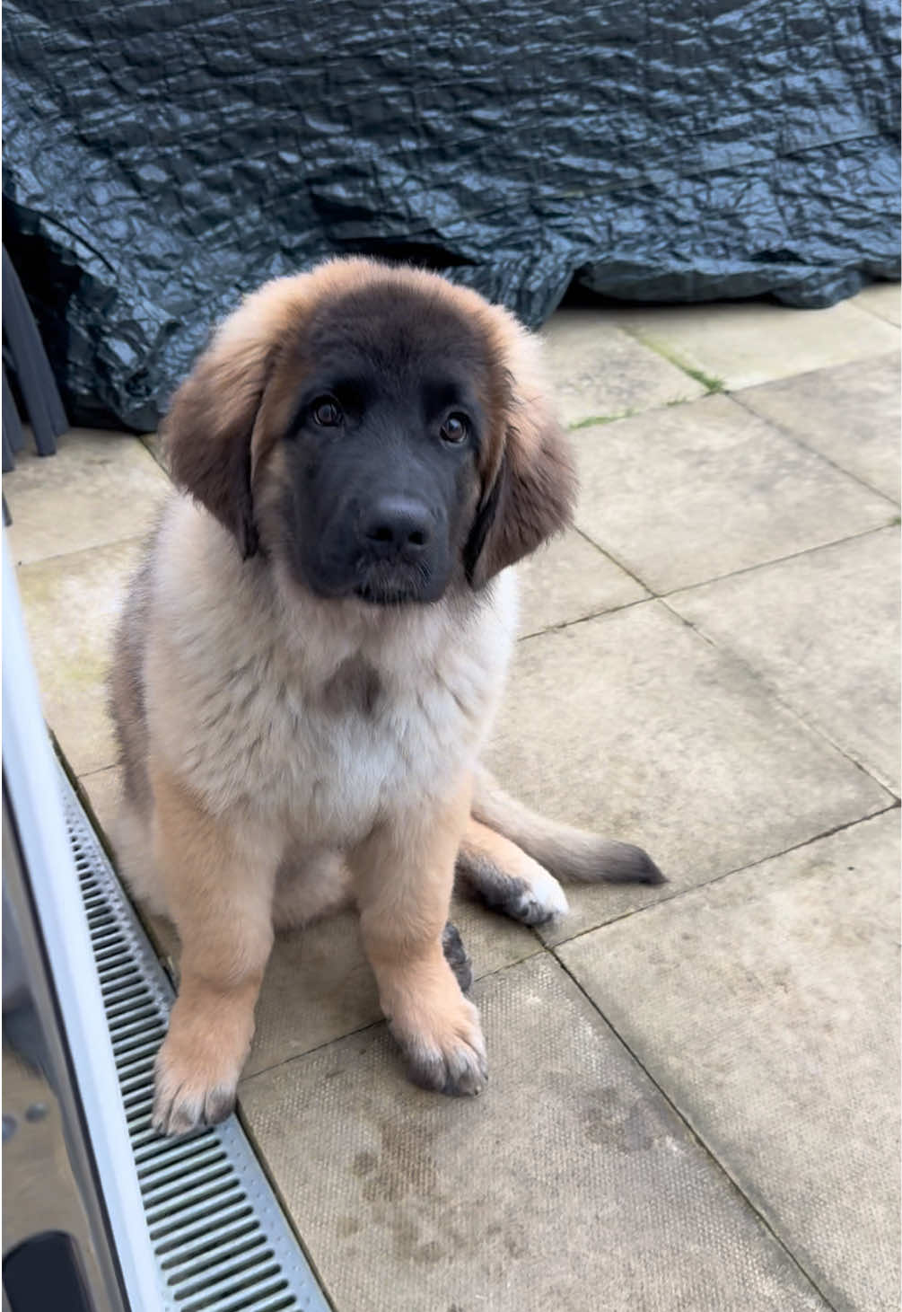 And it begins… ALWAYS wants to be outside (and wants mummy to be cold while he’s at it 😂) #leonberger #leonbergerpuppy #giantpuppy #bigpuppy #cutepuppy #puppylife #giantbreed 