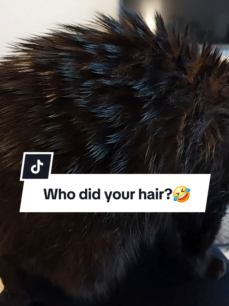 New hairstyle!🤣 #funnycats #catmemes #catsoftiktok #kittytheduchess #memes 