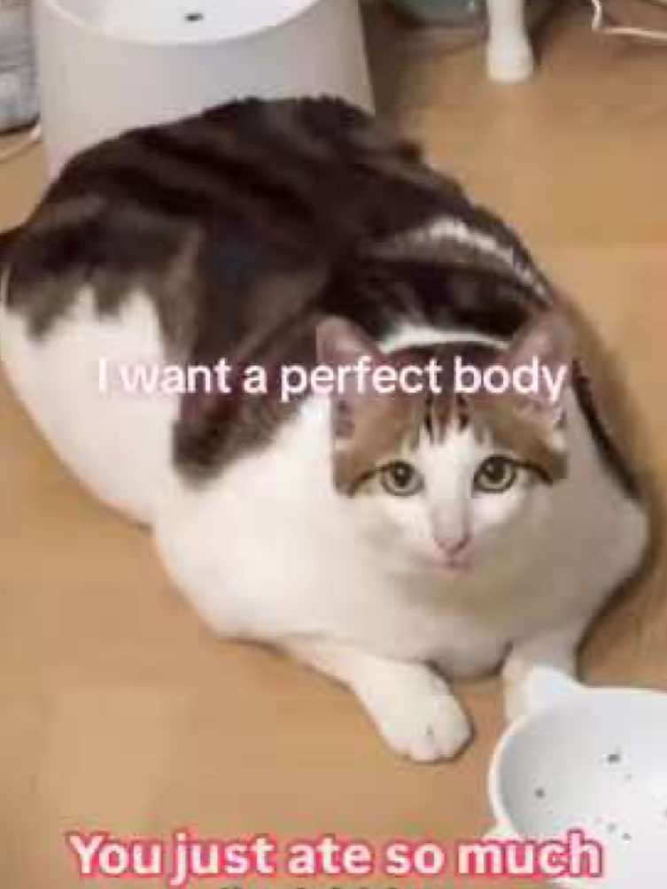 Emotional uncle baobao edit 😿 #unclebaobao #baobao #socute #catsoftiktok #catslovers #toletole #vro #creep #edit #creepradiohead #radiohead #meowmeowmeowmeowmeowmeowmeowmeowmeowmeow 