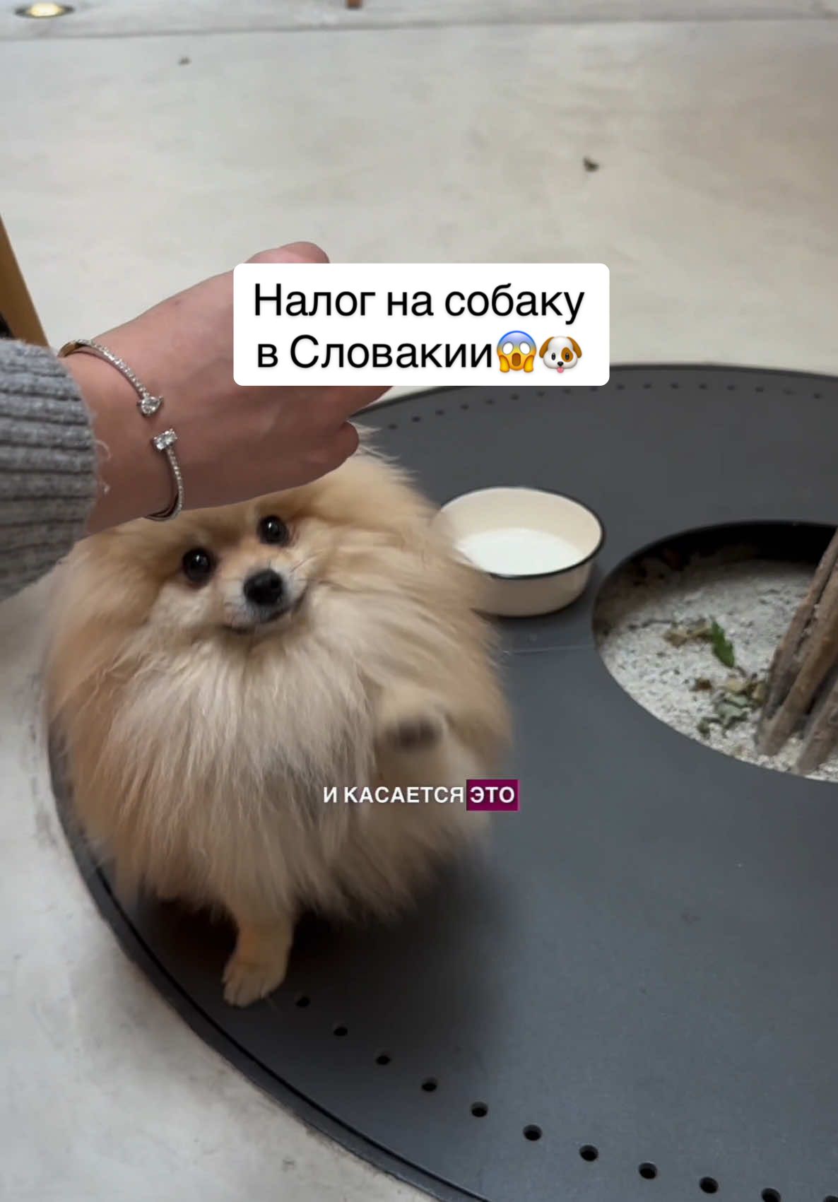 Налог на собаку в Словакии 😱 Вы знали об этом? 🤔 У кого есть домашний питомец?))) #братислава #братиславаместа #братиславаукраина #словаччина #словакия #братиславаукраина #bratislava 