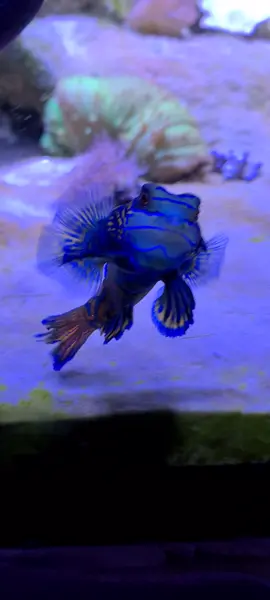 my little butterfly of the sea💙🫶💦 #mandarindragonet #mandarinfish #reeftank #reef #reefaquarium #reeftanksoftiktok #aquarium #fishtank 