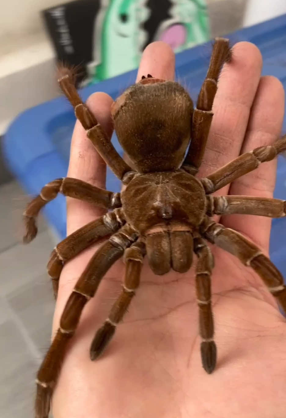 Mi niña :,) #theraphosastirmi #theraphosa #tarantulagoliat #aracnidos #pets #spider 