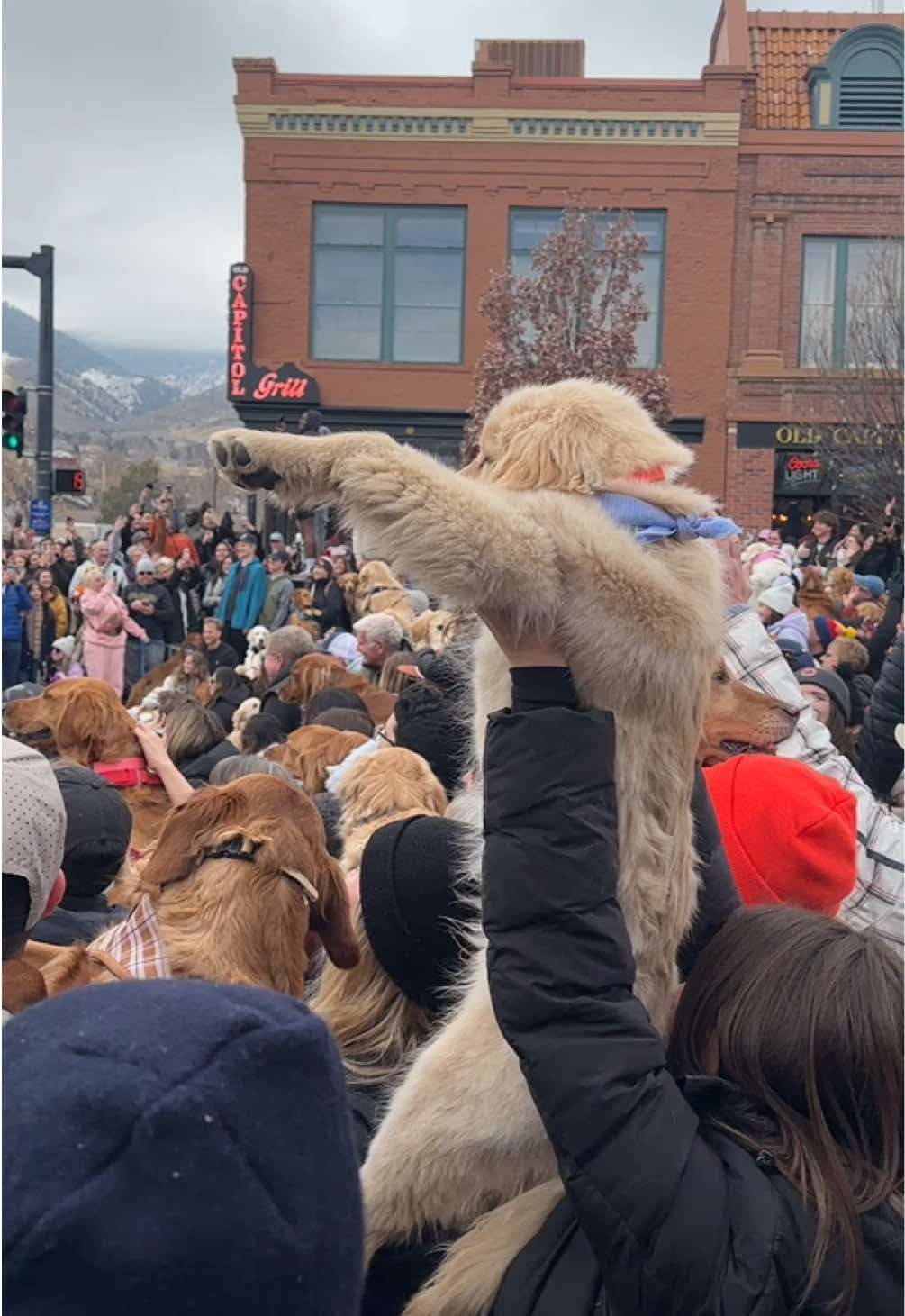 Goldens in Golden, CO #hopecore 