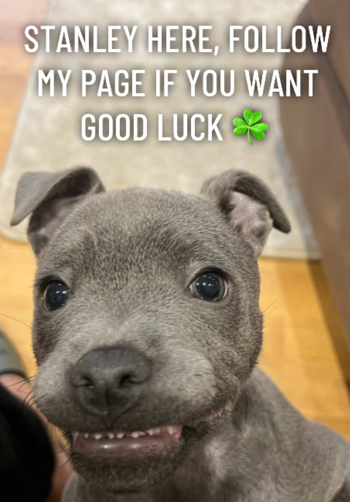 Remember to follow my page for good luck! 🐶 #fyp #dogsoftiktok #staffy #staffordshirebullterrier #staffylove #staffyoftiktok #puppy #cute #viral #explore #explorepage #blowthisup #unitedkingdom #fypage #beautiful #uk #animals #natgeo #bluestaffy #puppiesoftiktok #baby #relatable #funnypuppy #fail #funnydog #goodluck 