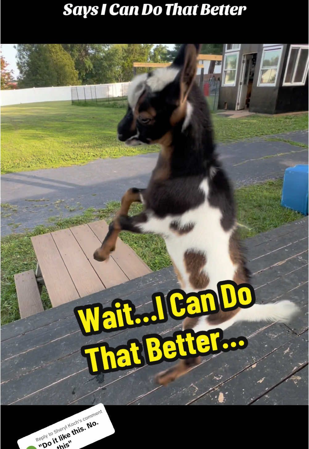 Replying to @Sheryl Koch Nigerian Dwarf Goat, Whoopsie,  Says I Can Do That Better #fyp #goats #nigeriandwarfgoats #creatorsearchinsights #PetsOfTikTok #farmanimals #goatsoftiktok #farmlife #funnypets #petlovers #foryou #pets #icandothatbetter 