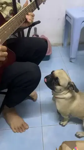 ຮ້ອງເພງໃຫ້ໝາຟັງ😂 #pet #fypage 