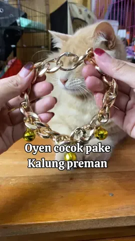 Gak ada lagi komplain kekecilan ya karena bisa request ukuran sampe 40 cm, yukk buruan di checkout lucu banget kalung kucing ramtai ala preman ini mah😂 berkilau juga kalungnya tapi bukan dari logam jadi gak berat😻😊 #kalungkucingrantai #kalungkucingpreman 