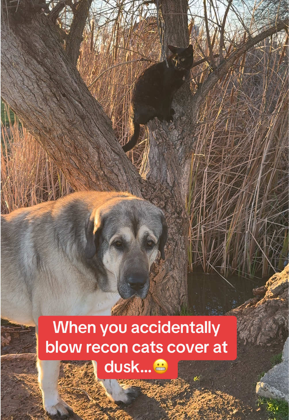 Prob getting written up for this #livestockguardiandog #anatolianshepherd #anadoluçobanköpeği #farm #reconcat