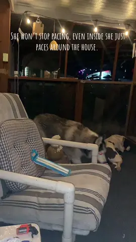 Why is she doing this? #huskysoftiktok #siberianhusky #husky #doggo #doghelp #dogadvice 