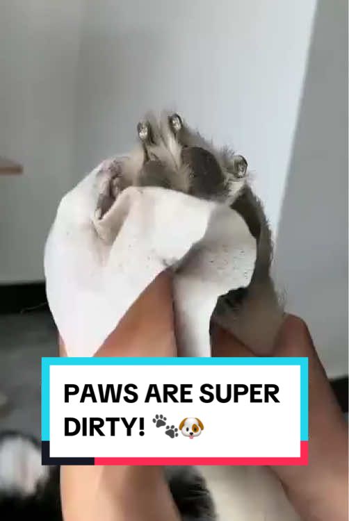Get these Dry Cleaning Gloves today on Howls Your Day to clean your dog whenever and wherever you want! ✨