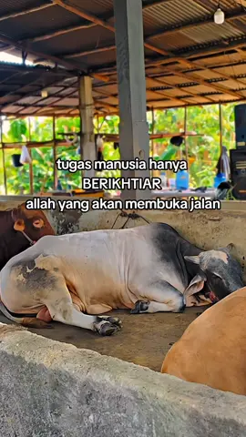 semua harus di usahakan  . . . #peternaksapiindonesia #setiafarm #biakbelitong #madurapride 