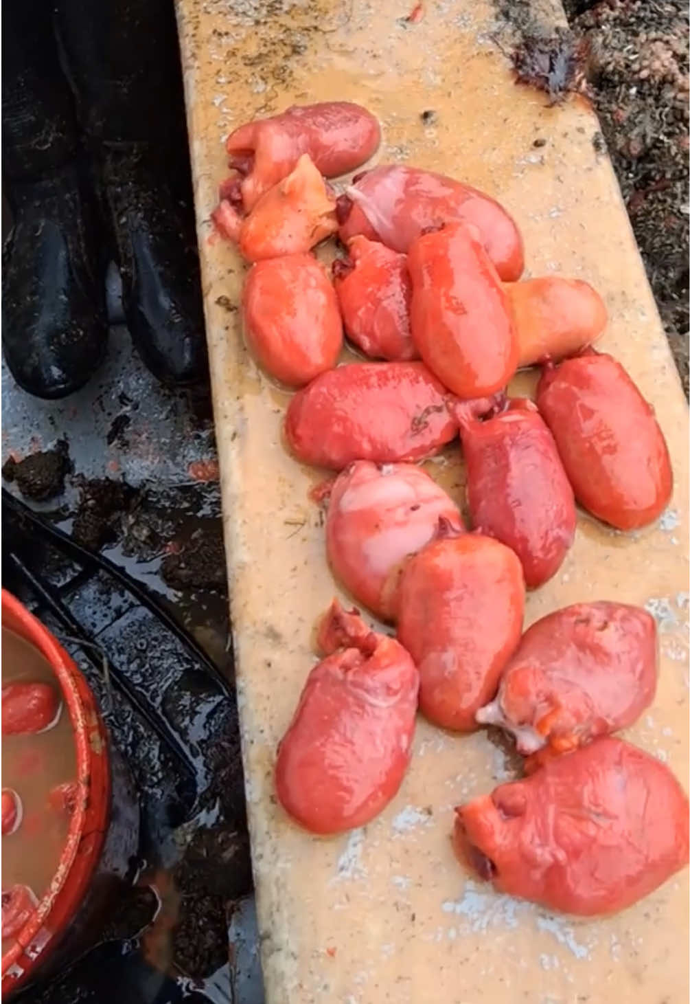 Have you ever eaten Pyura chilensis, or sea tomatoes! 🍅🌊

The meat, which has a strong flavor, can be eaten raw or cooked. Its taste has been described as like that of iodine or 