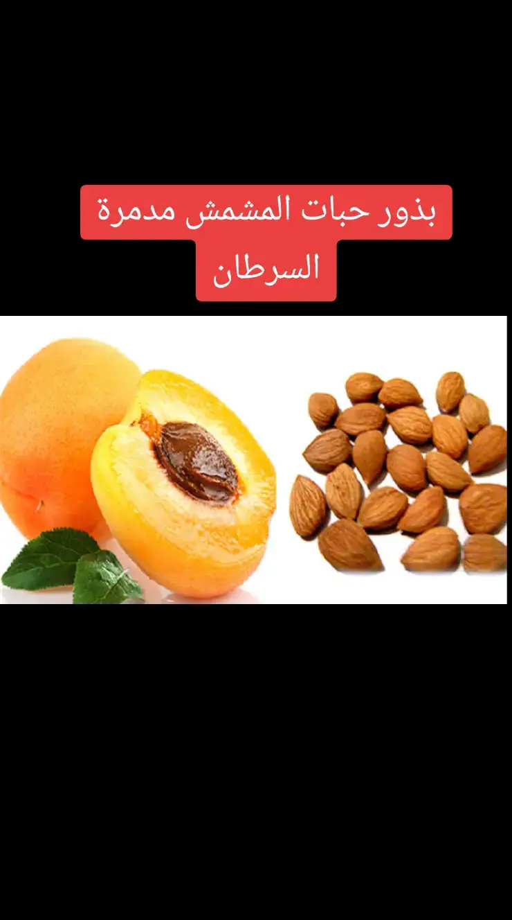 بذور حبات المشمس مدمرة السرطان #المشمش #بذور_المشمش #أعشاب_طبيعية #طبيب_تيك_توك #فوائد_صحية #تقافة_عامة #صحة_عامة #فواكه #مليون_مشاهدة❤ #virale #fyp #fouryourpage #fouryou #explore #اكسبلور 