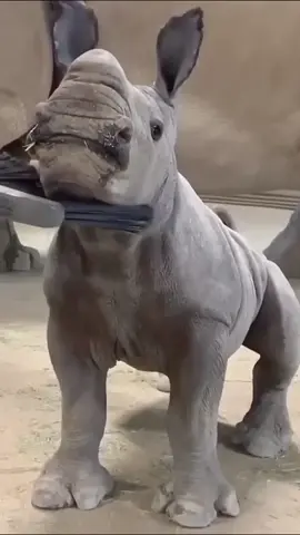 “Why are rhino horns sawed off”#foryou #Tiktok #animals #usa #fyp 