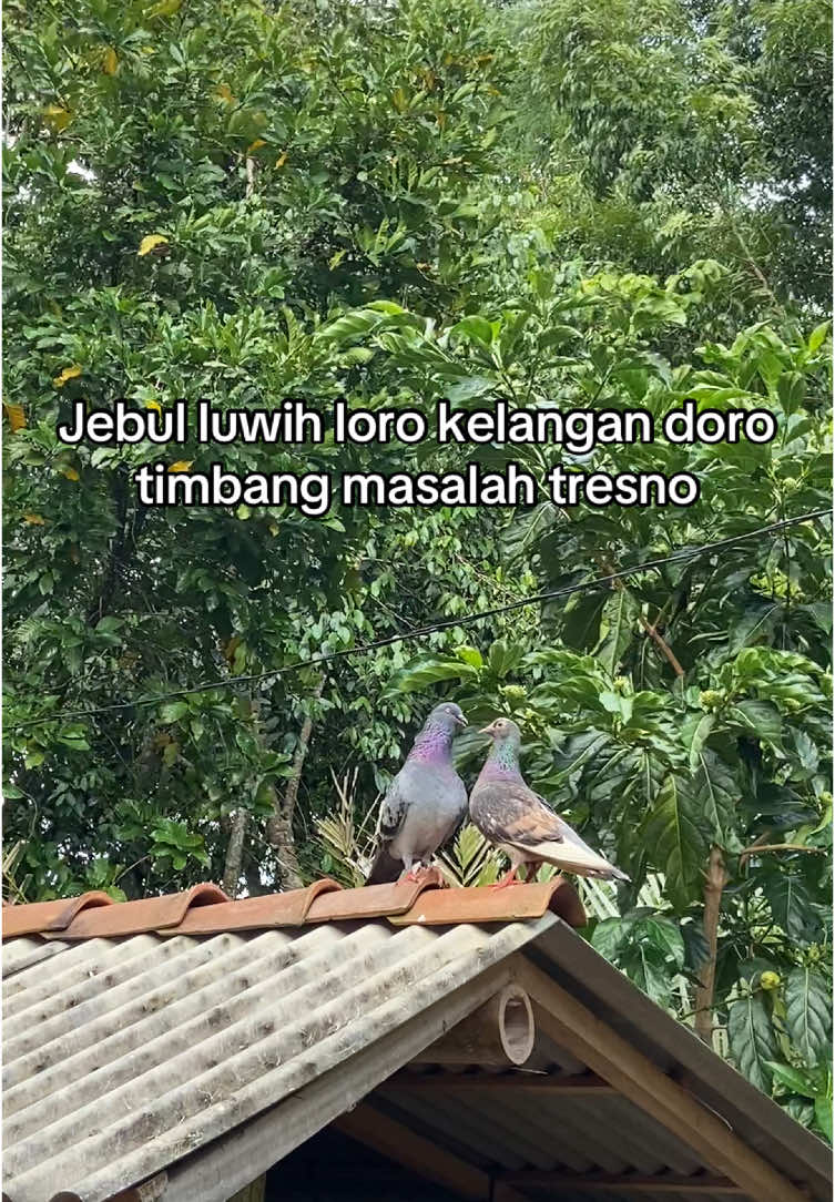 Pendapate penghobby doro? #merpati #merpatikolong #fypシ゚viral 