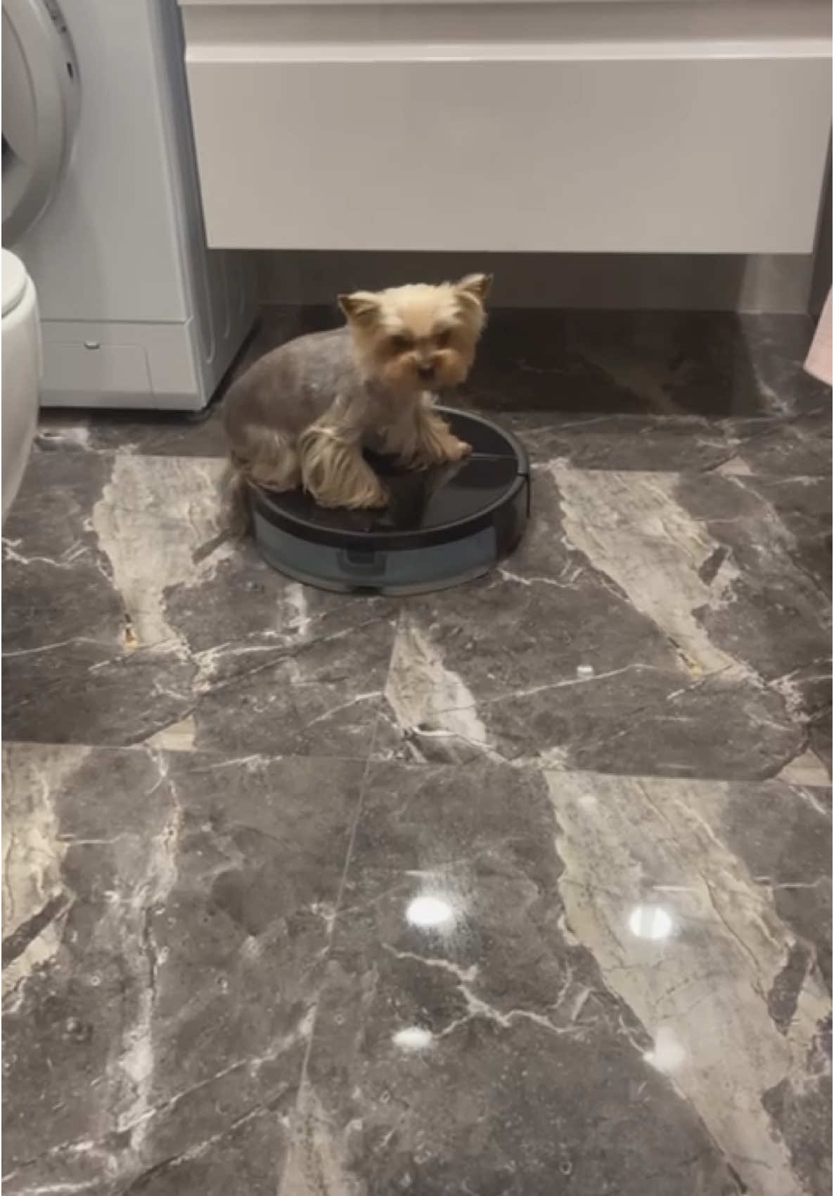 #yorkie #lucylola #dog #йорк #собака #собачьяжизнь 