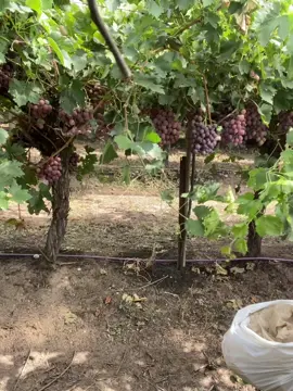 Quy trình cắt và đóng thùng cho nho đỏ. Mỗi thùng mình cần gần 5 phút để hoàn thành #mildura #pickinggrapes #visa462úc🇦🇺 #2025 #cogiaodiuc #xuhuong #viral #visa462workingholiday 