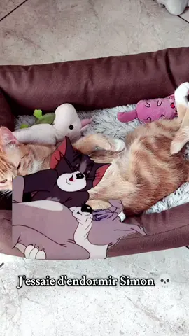 Il est infernal aujourd'hui 😂 #chat #chaton #chatdujour #amusant #CapCut #animauxdecompagnie 