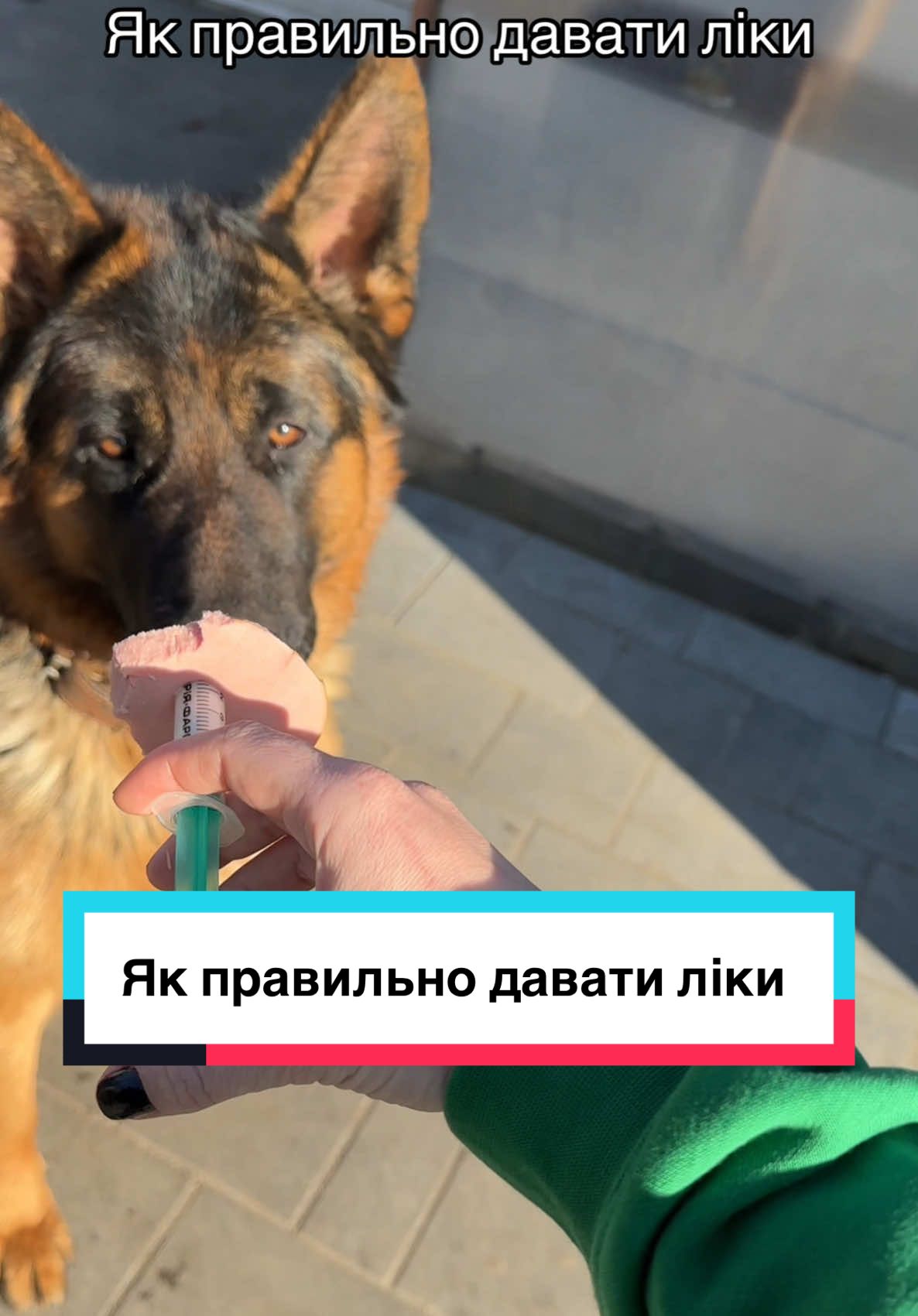 Від несподіванки навіть ковбасу не зʼїв 😂😂😂😂.                                      #dog #пес #dogsoftiktok #харчування #вівчарка #собака 