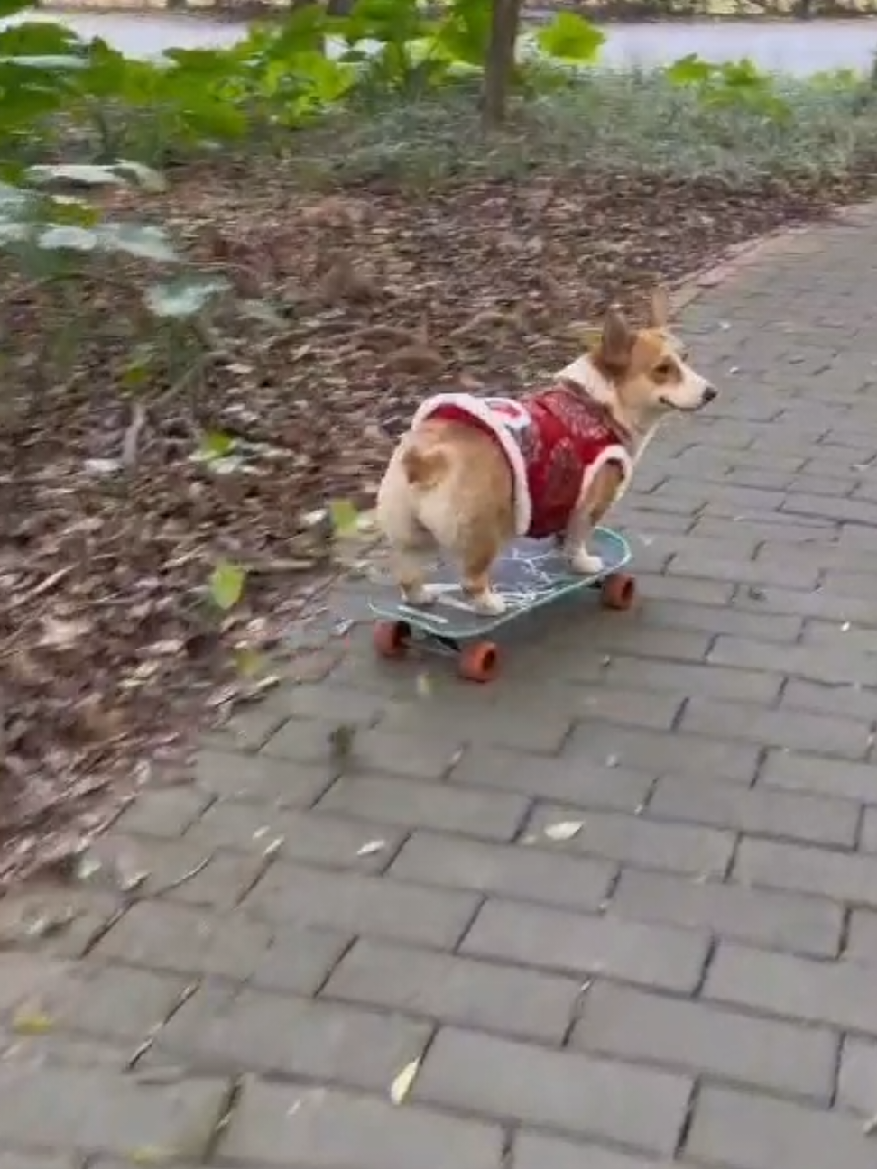 Going down in 3…2…1… 🛹 #dog #dogsoftiktok #doglover #corgi #funny #pet #smart 