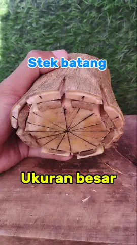 pecah batang sancang ukuran besar #bonsaitree  #bonsai  #fyp 
