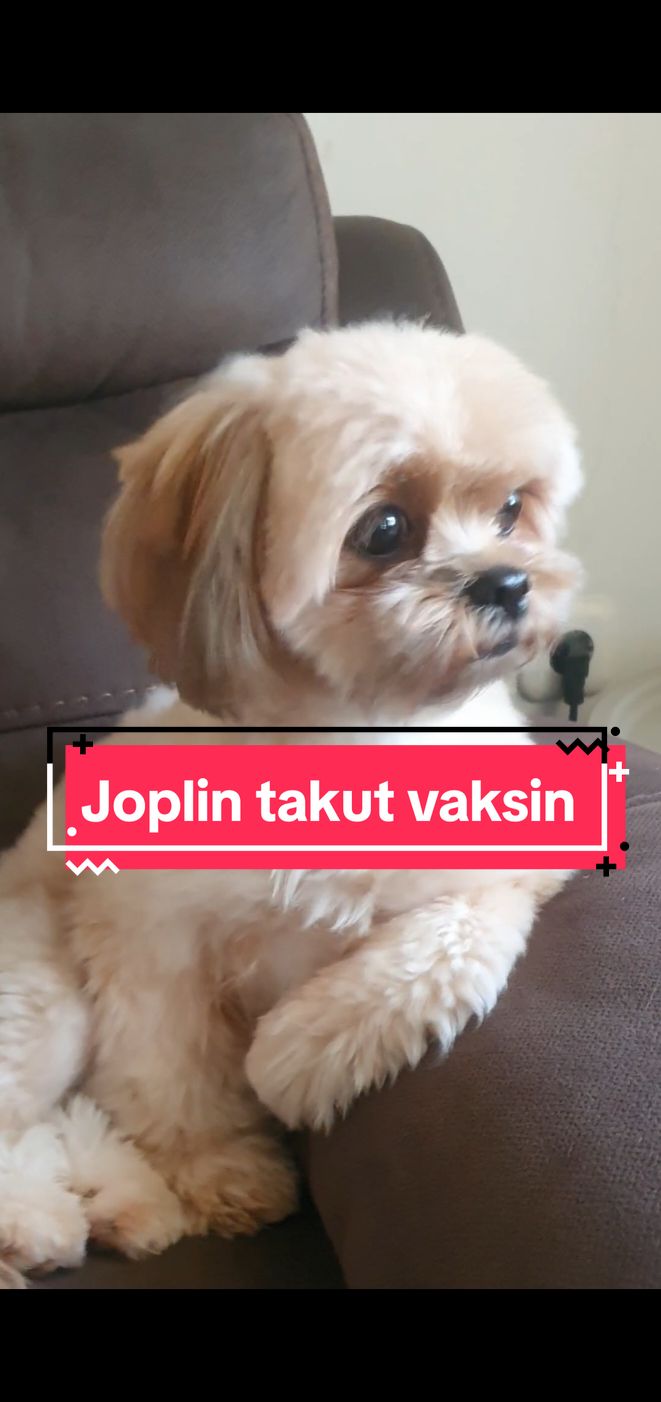 ubur ubur ikan lele, bukan bayi tapi anabul juga takut disuntik leeee #vaksin #shihtzu #dog #fyp #dogsoftiktok 