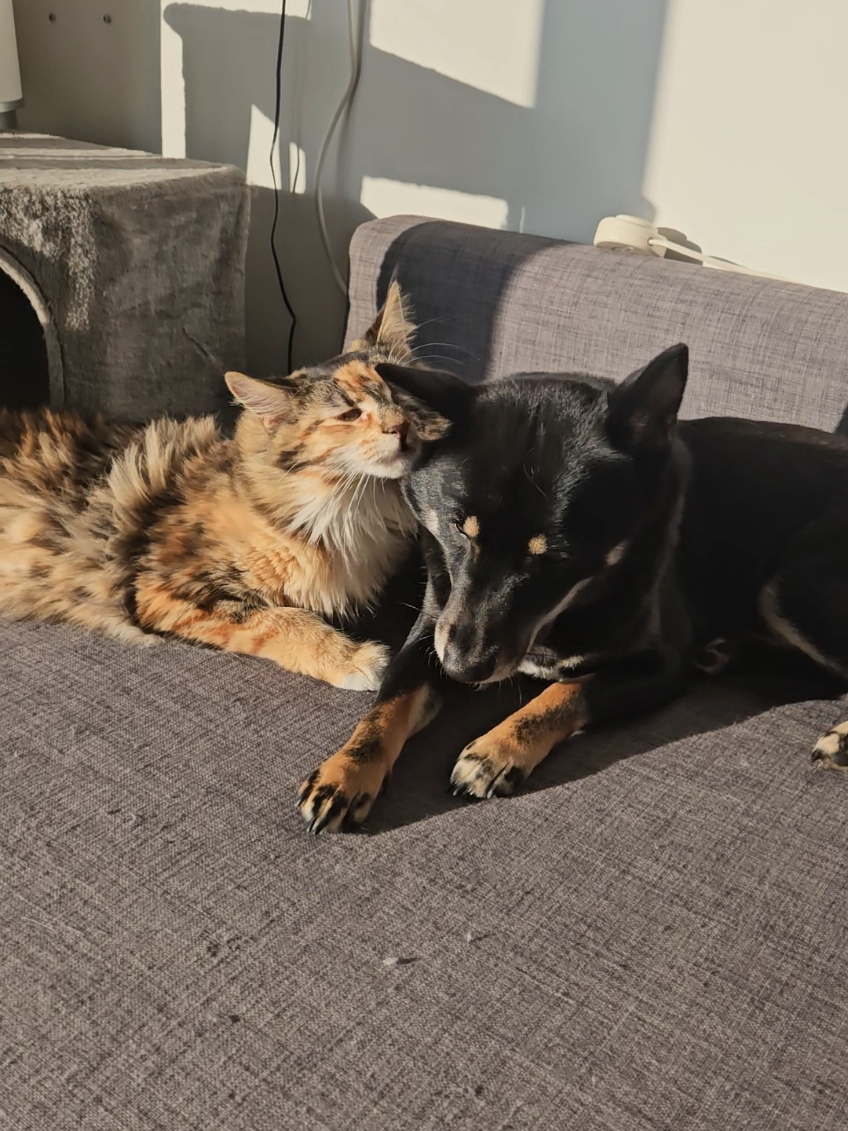 What do you think Ginny was thinking here 🥰 #shiba #mainecoon #shibainu #catsoftiktok #catinheat #dogsoftiktok #PetsOfTikTok #cuteanimals #cutepets #fyp #foryou