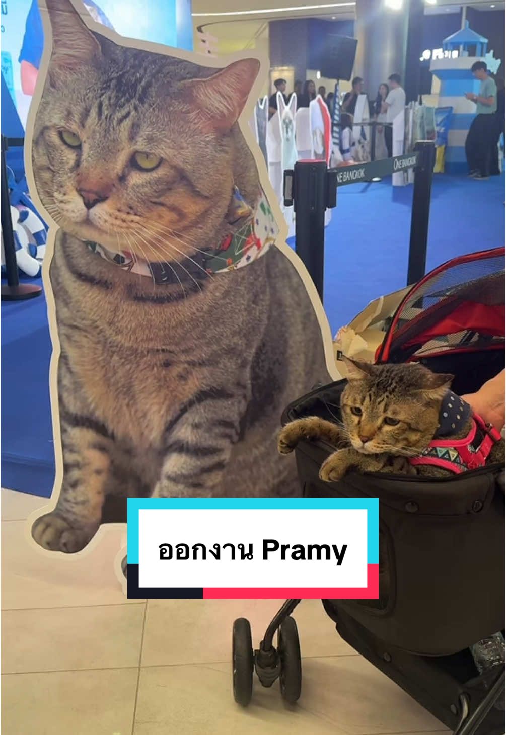 ออกงานคร้าบบบ #ช้างช้าง #pramycat @ทริชเชียพี่มีโชค @ployy_chuek @Pramy and Prama 