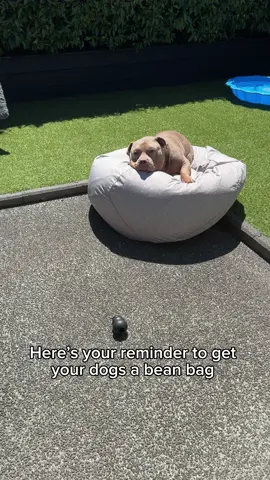 This is living #dog #dogs #puppy #americanbully #staffy #beanbag #Summer #dogsoftiktok 