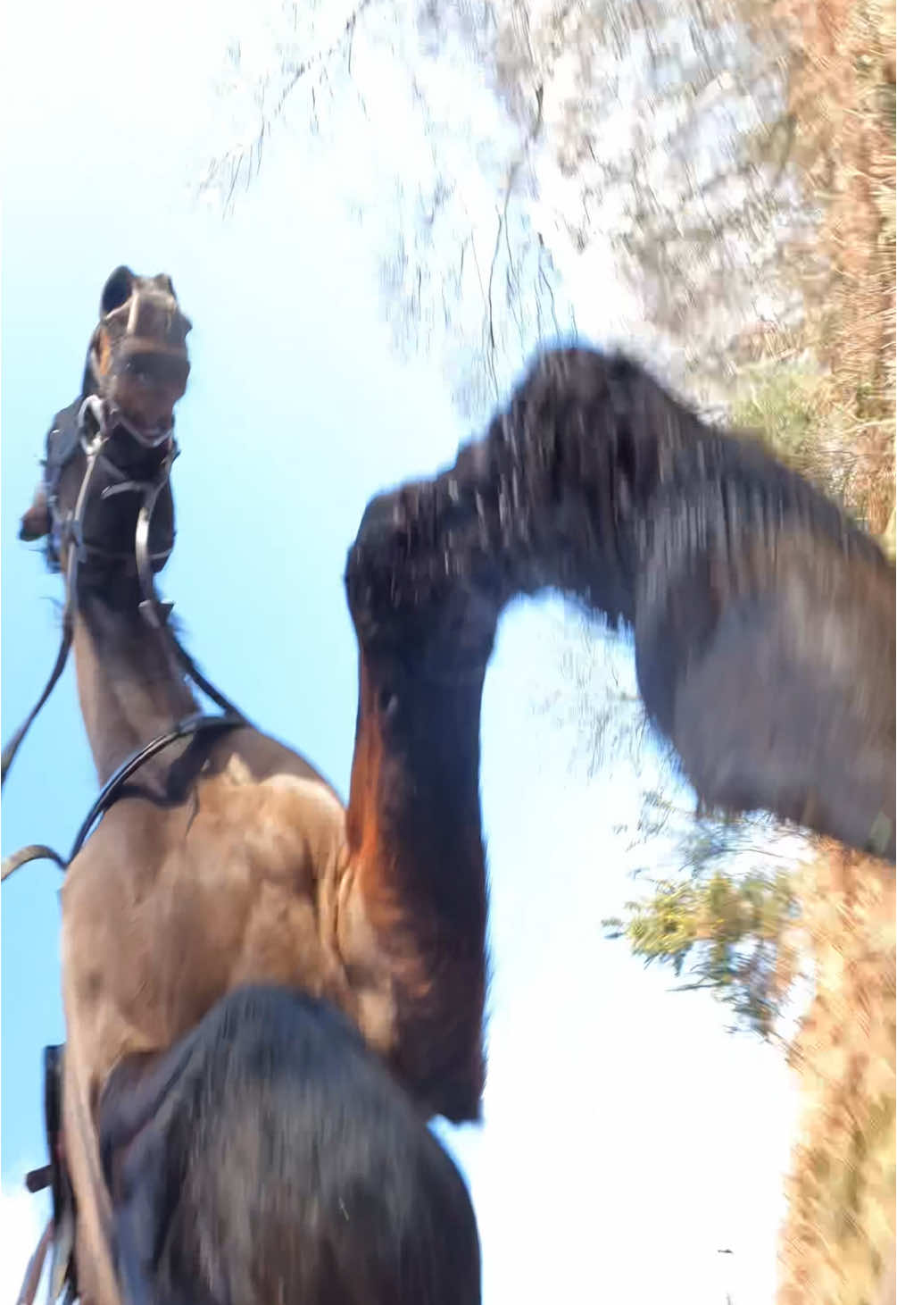 My first fall on Hugo was not that bad 🤣. He got very excited and started racing the other horse on the hack. I panicked and decided to jump off which spooked him. 🤦🏻‍♀️ #equestrian #lovehorses #horsegirl #horses #horse #equestraingirl #hearthorse #myfirsthorse #equestrianvibes #fyp #hacking #hack #fail #fall #failarmy #falling 