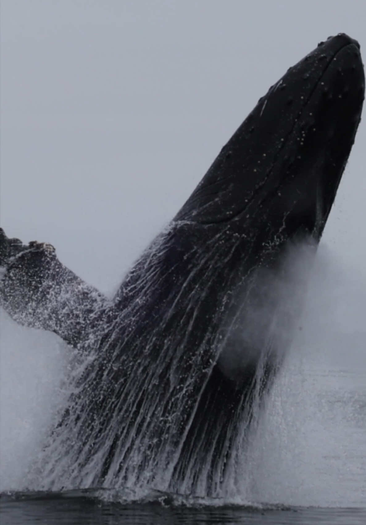 One of the wildest moments was when we were sitting there, watching this massive whale fully heaving itself out of the water over and over again.  🐳Book now using link in bio🎉 #whalewatching #incredible #jump #iphone #fly #low #news #media #lunges #wildlife #montereycalifornia #coast #cali #sun #fun 