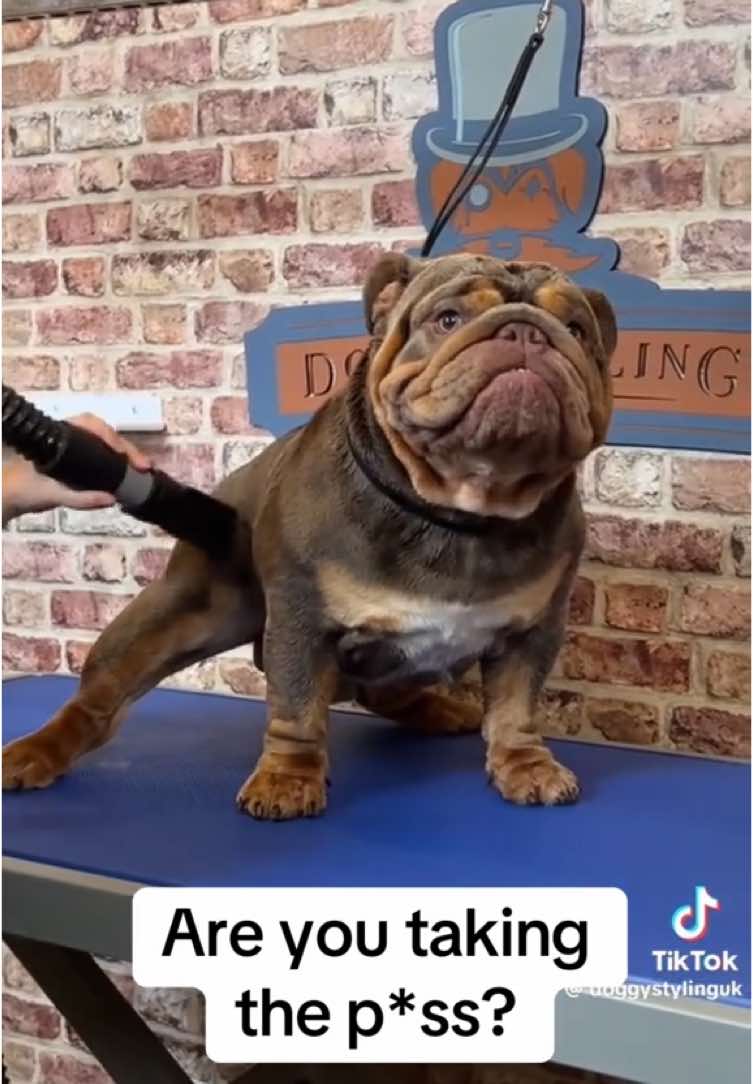 Outrageous 😑 #fyp #dog #dogsoftik #foryou #foryoupage #viral #trending #fypシ゚ #funnyvideo #cute #bath #furythebulldog 