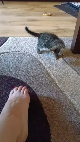 😻 Dziennik Mysi 😻 Diary Mysi (blind cat) #blindcatsoftiktok #blindcatoftiktok #cats #petslife😸 #blindcat #niewidzacykot #niewidomykot #catlife #catsoftiktok #funnycat #sweetcat #kochamkoty 