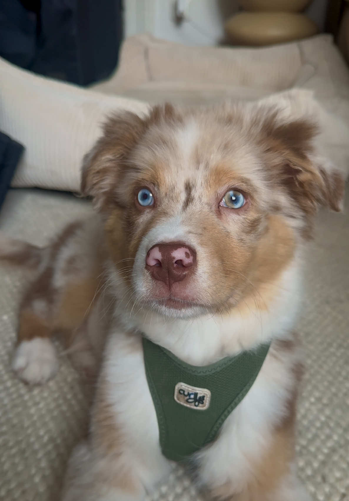 Diese Augen 👀🩵 #kisses #australianshepherd #australianshepherdpuppy #puppy #welpe  