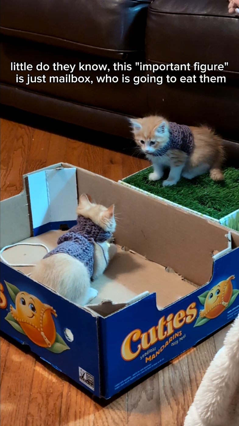 cat video so feel free to :3 rudbeccia is the one who started inside of the box and serenity is the one on the grass #freemailbox  #freeterrance  #catsoftiktok  #fyp  #x3 