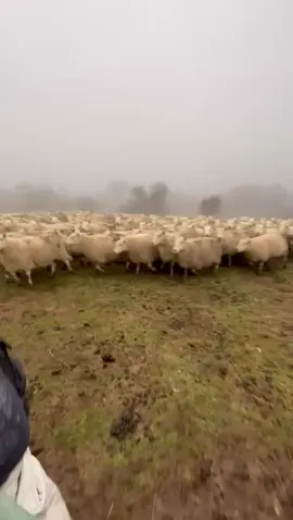 When the hike doesn’t go to plan 😂😂 #sheep #Hiking 