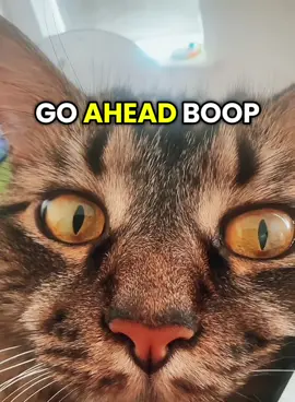 A bossy one she is ✨ But she loves the boop 😸 Go ahead boop the nose 😸 #boopsnoot #fyp #pets #boopthesnoot #catsoftiktok #foryoupagе #cutecat #boopmynose 