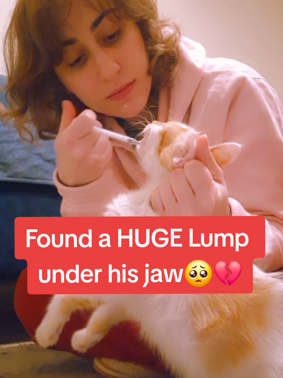 He must've been in so much pain🥺💔 #fyp #foryou #cat #kitten #catlover #catsoftiktok #animals #rescue #cute #pet #Love #emotional #sad #happy #moment #pov #life #help 