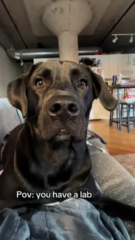 I think she’s broken #yap #dogsoftiktok #dog #talk #labrador #blacklab #fypシ 