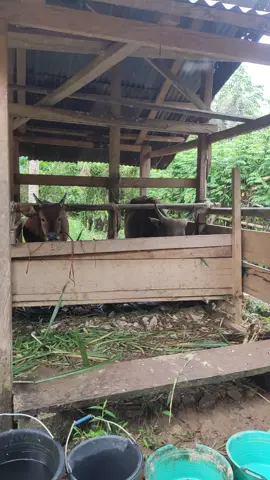 sapi Bali di kandang 
