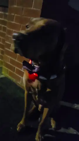 🐕 #dog #dogsoftiktok #dogcollar #night 