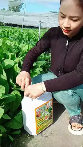 dịch trùn quế cho cây trồng 🌲🌳🌱🌲