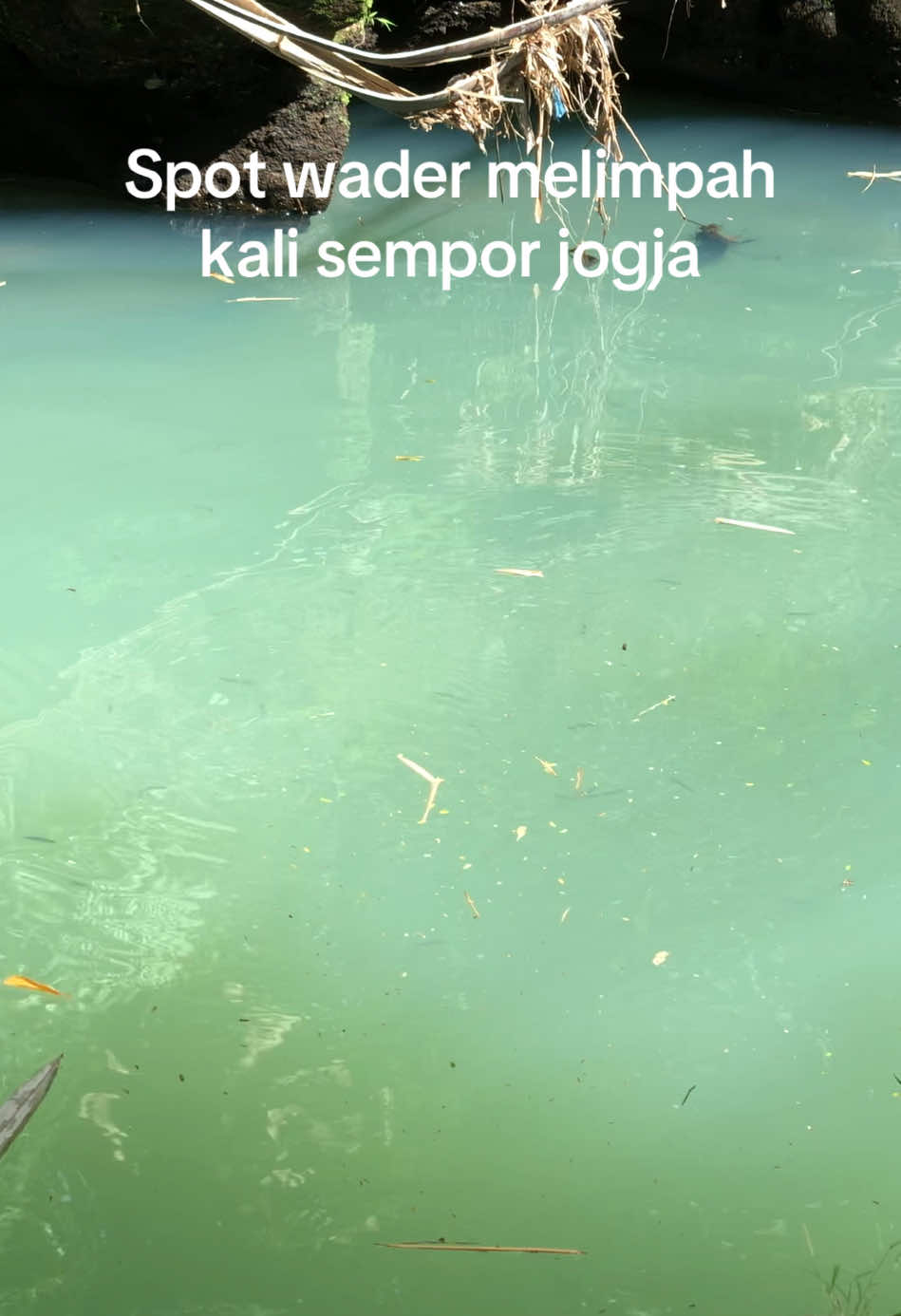 Spot pecutan kali sempor jogja #ombyok #pelet #sempor #kalisempor #cakul #wader pari 