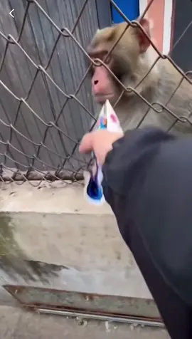 MONKEY A CRASHOUT !!!!!!!#monkey #savage #fyp #comedy #trending