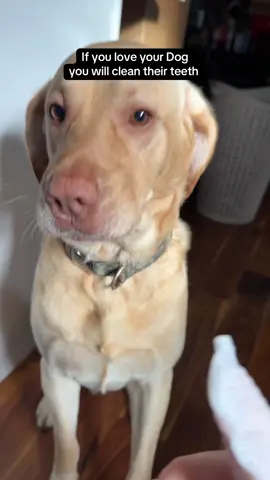 Pet dental health is vitally important! If you live your dog clean their teeth! #dogsofttiktok #dog #dogmom #pets #labrador #yellowlab #dogdad #pethealth #petdentalhealth #doglover 