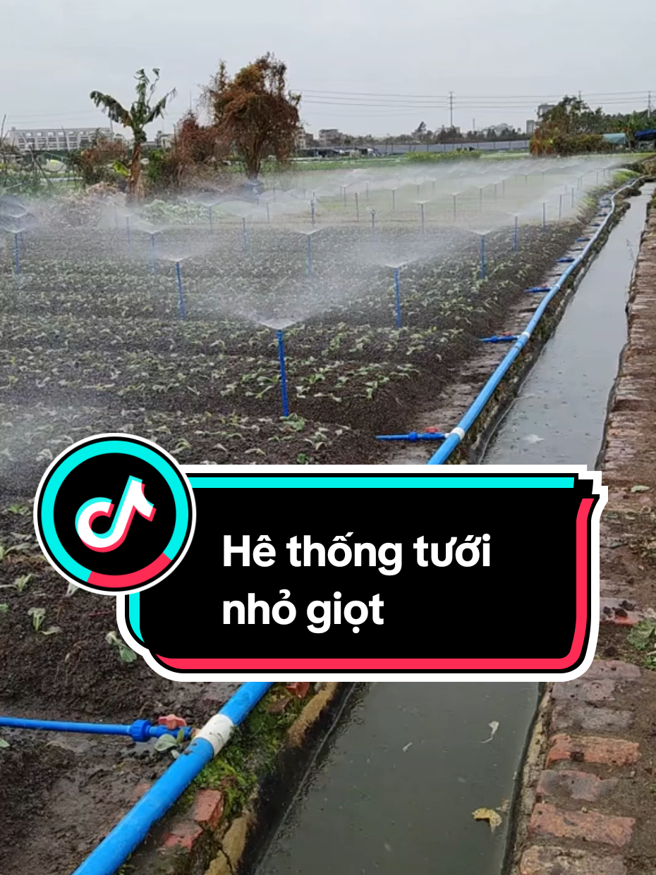 Hệ thống tưới cây #nongnghiep #nongnghiephiendai #tuoinongnghiep #tuoinhogiot #phuntuoithongminh 