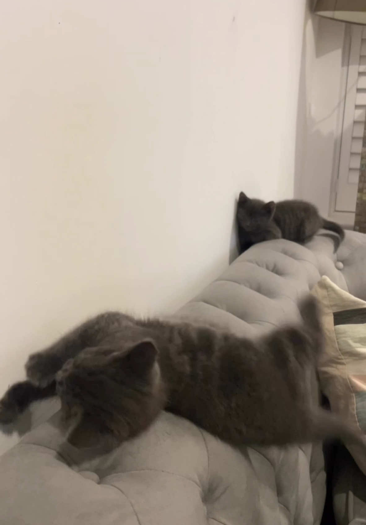 Don't lose your grip on the sofas of the present..👁️🐯 벚꽃엔딩 #kittenfight #russianblue #eyeofthetiger #냥냥펀치 #벚꽃엔딩 
